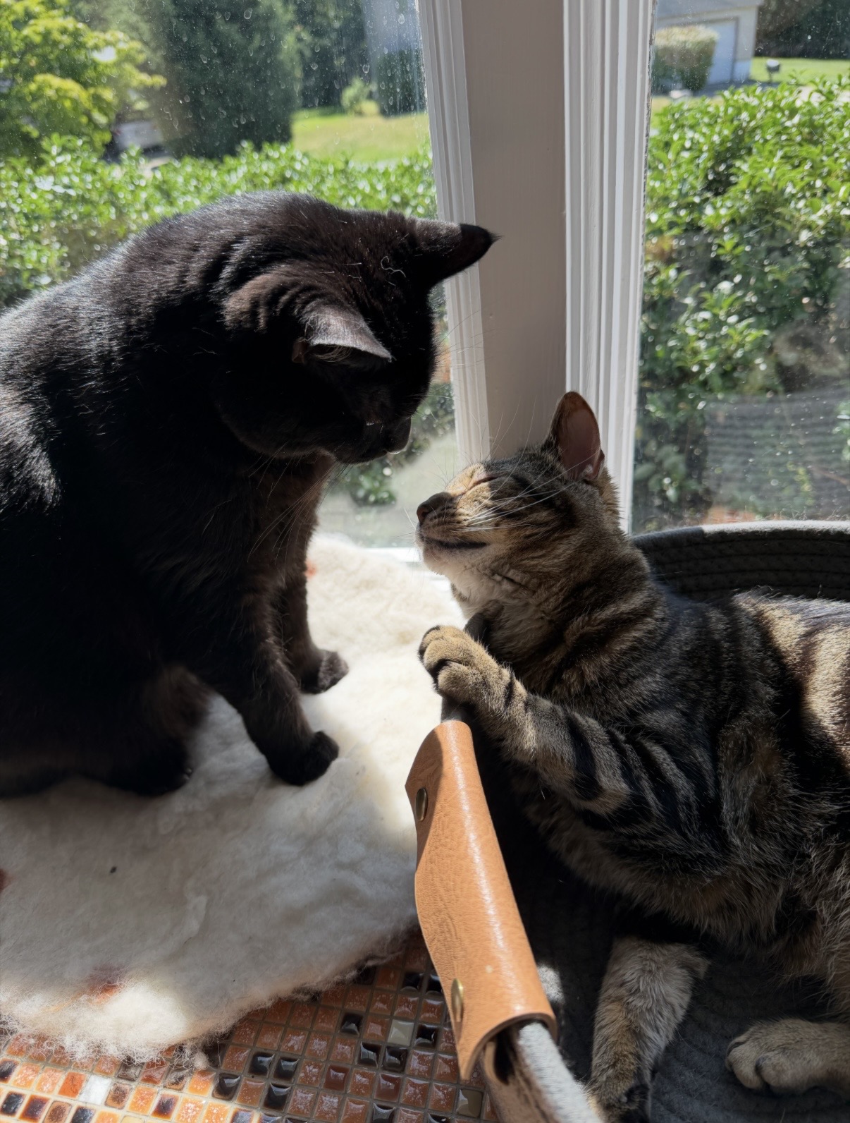 Olivia's cats Mia and Milo sitting together by a sunny window