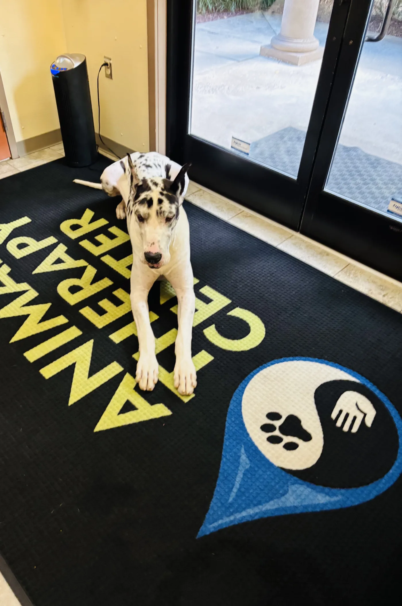 Great Dane resting on the Animal Therapy Center rug