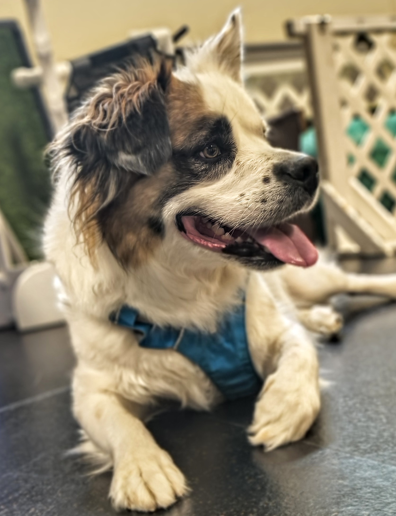 Dog doing canine fitness at Animal Therapy Center