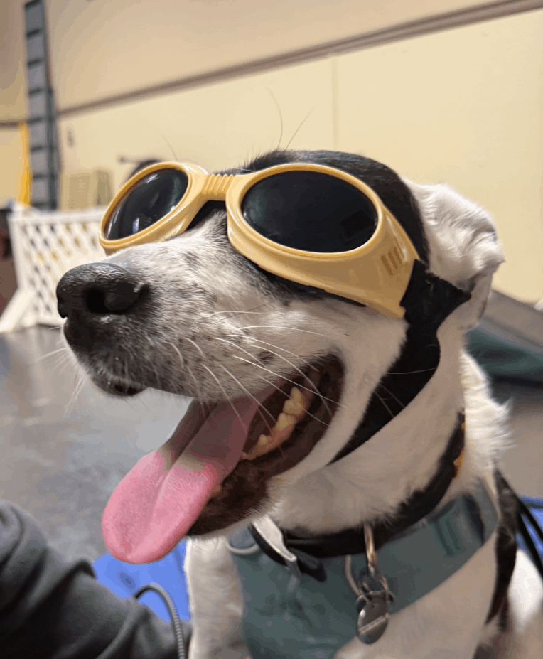 Dog wearing Doggles during laser therapy at Animal Therapy Center