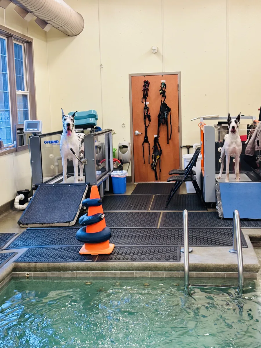 Dogs building balance and movement skills at Animal Therapy Center
