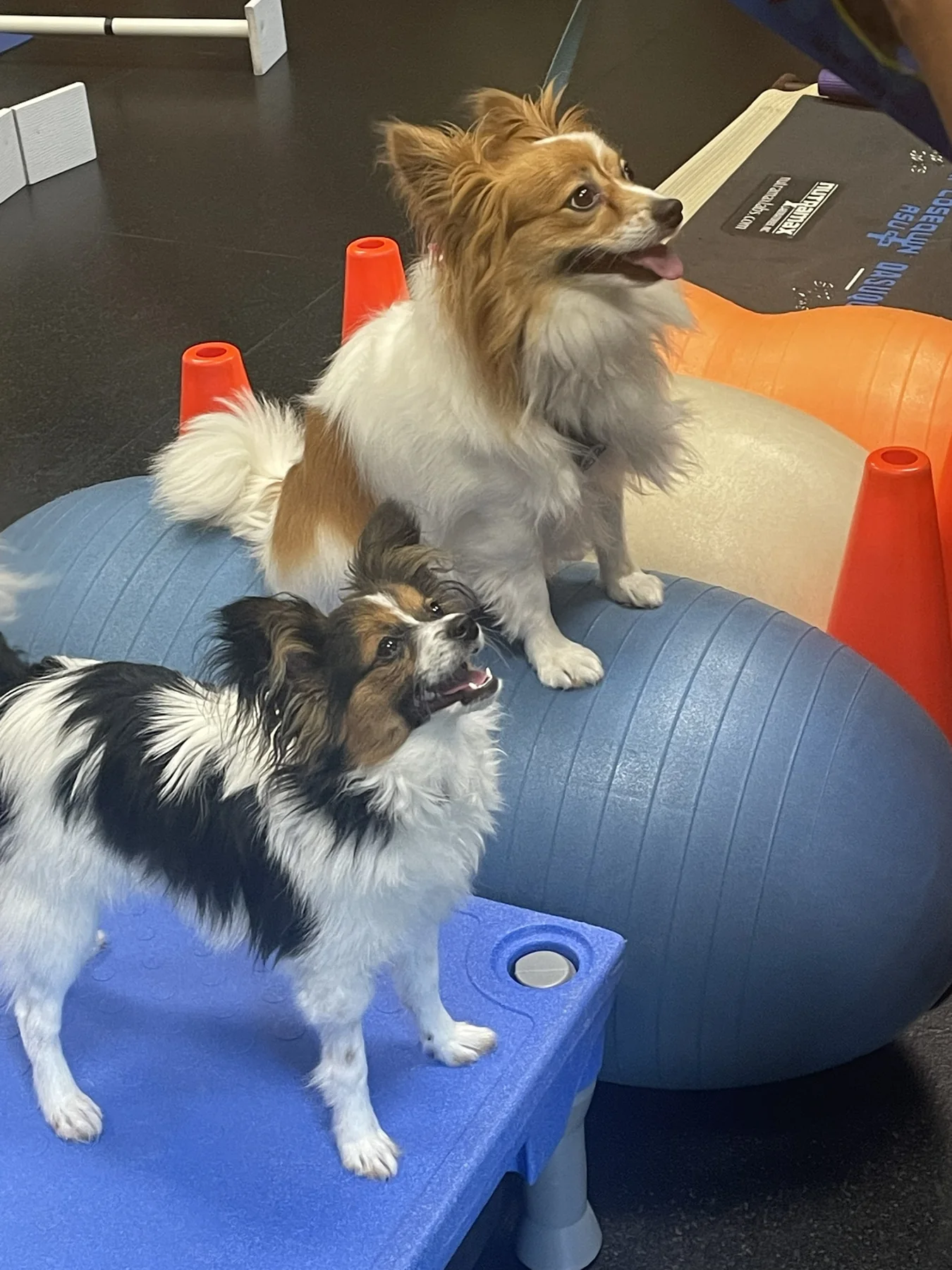 Dogs doing land exercise at Animal Therapy Center