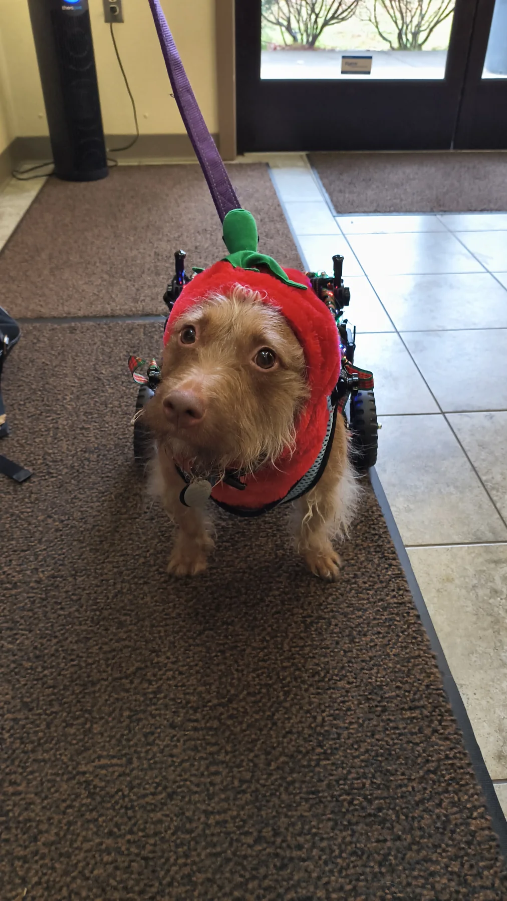 Hilde dressed up for Christmas at Animal Therapy Center