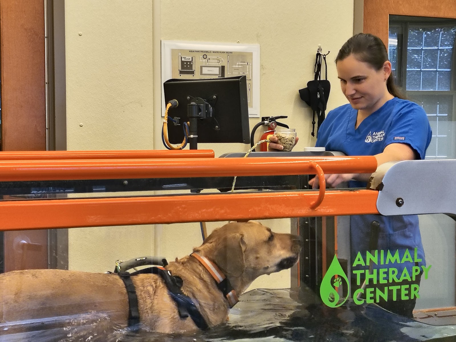 Nick doing hydrotherapy in the Oasis underwater treadmill at Animal Therapy Center