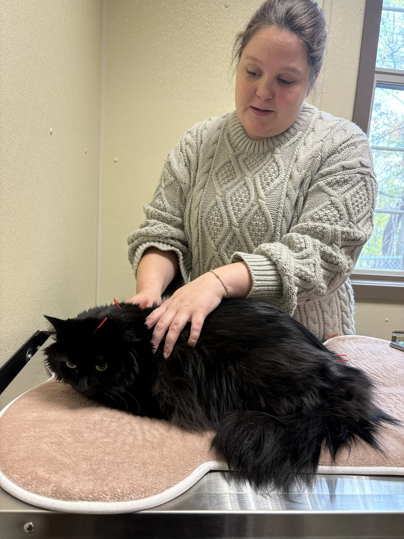 Dr. Nixon providing acupuncture to a cat at Animal Therapy Center