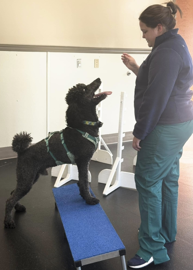 Dr. Nixon doing sports and conditioning work with Goma at Animal Therapy Center