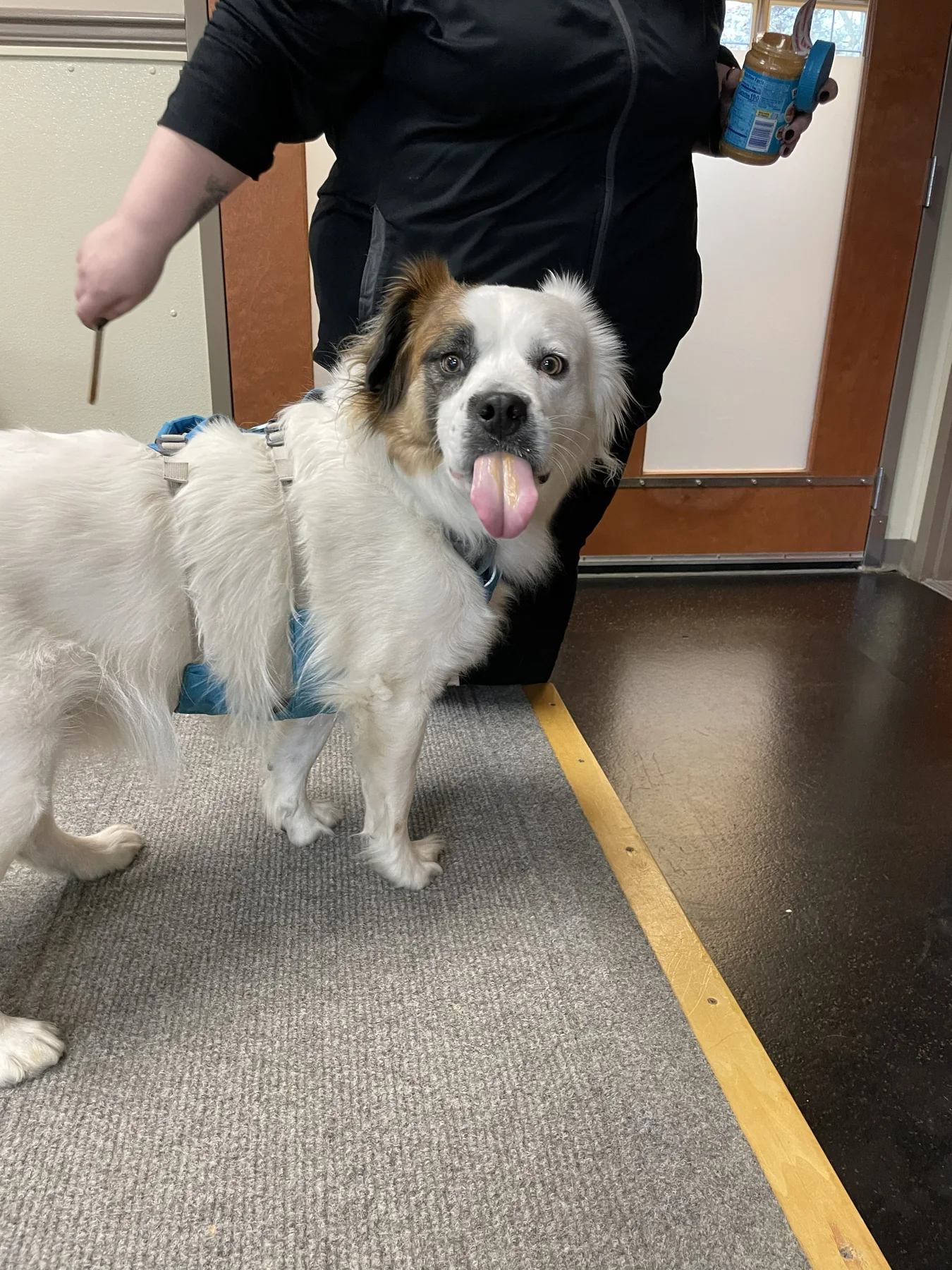 Quentin taking a break during fitness gym time at Animal Therapy Center