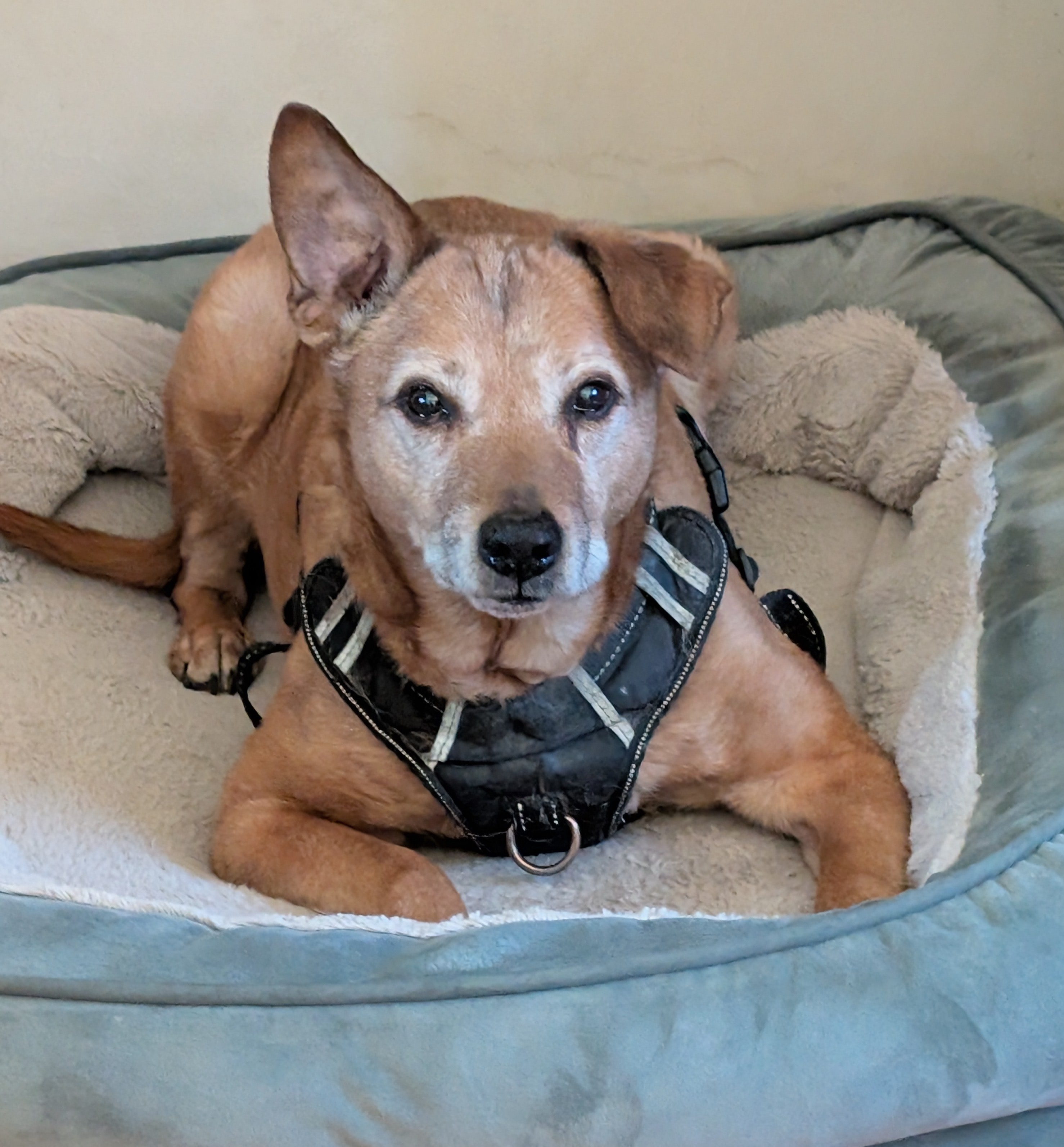 Stephanie's current foster dog Sagan