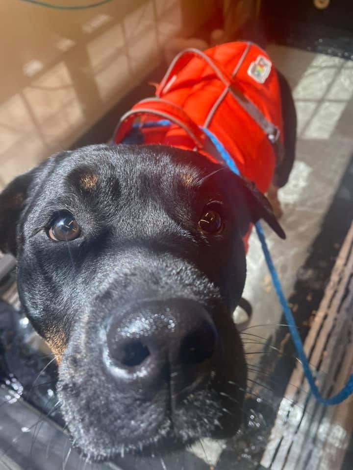 Sophie in the Aqua Paws underwater treadmill at Animal Therapy Center
