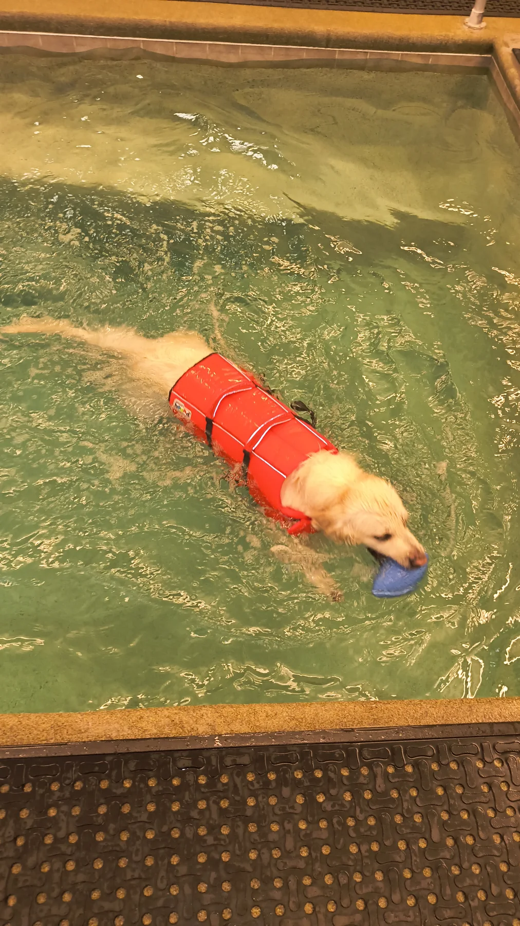 Dog swimming in the Animal Therapy Center pool