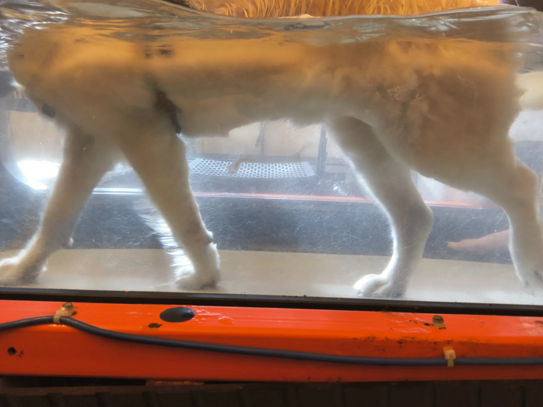 Teagan doing hydrotherapy in the Oasis underwater treadmill