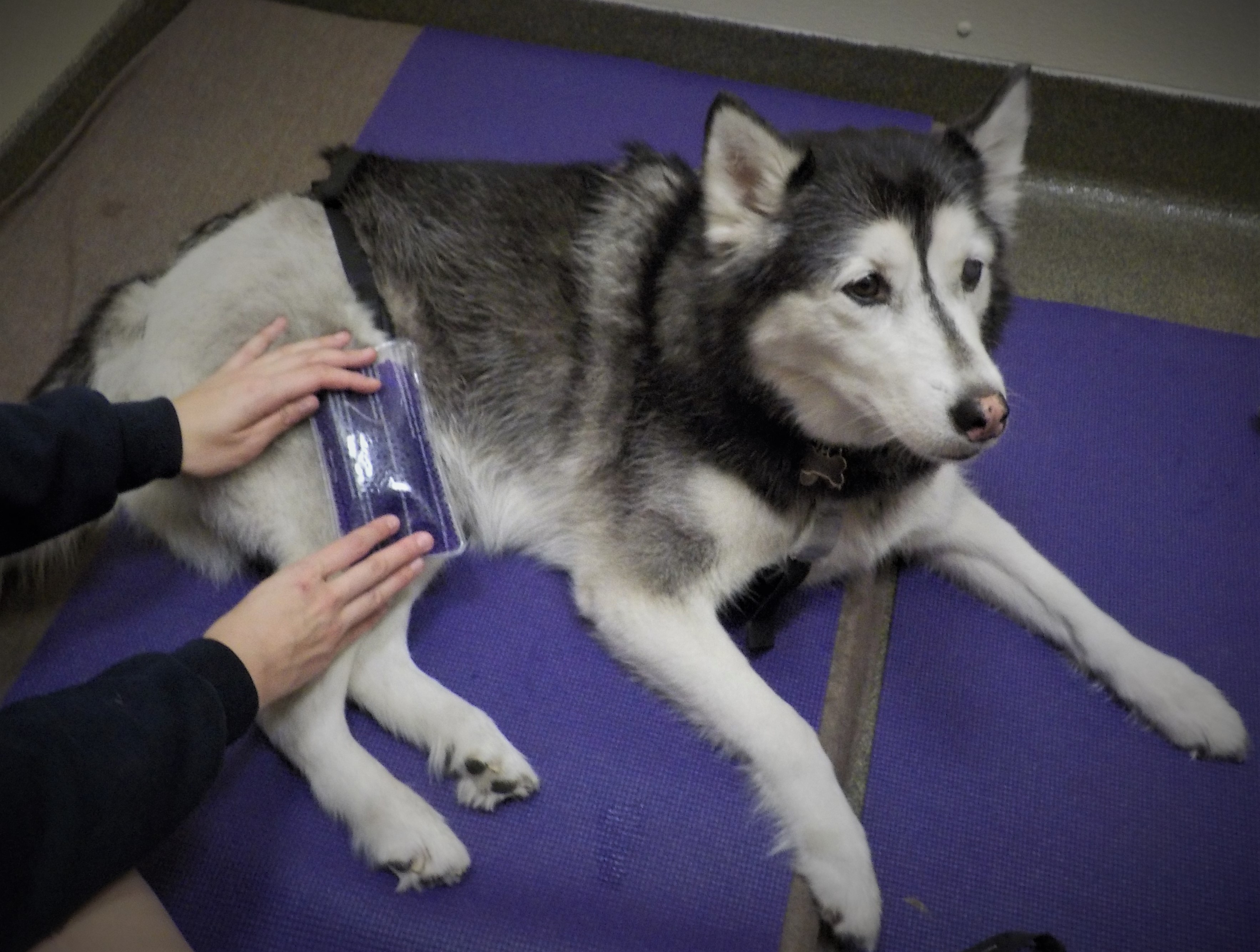 ice therapy for dogs contessa