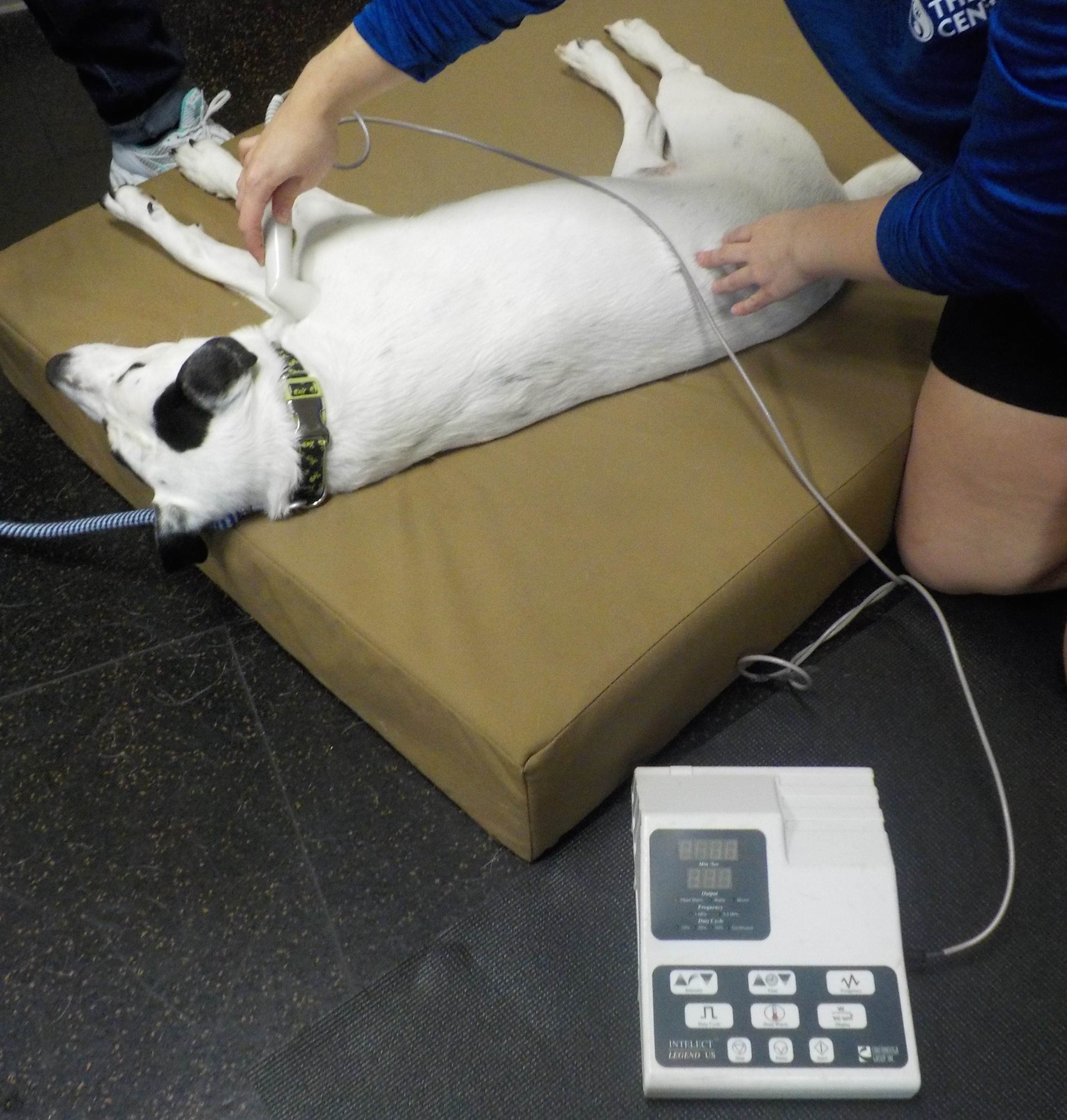 Ultrasound for Dogs Franklin