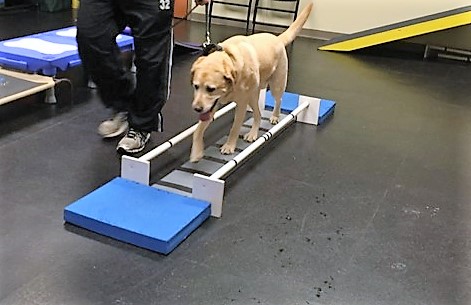 Judge exercising at the Animal Therapy Center